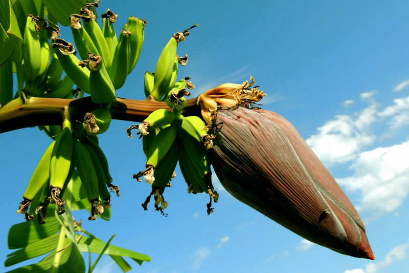 The health benefits of plantain peel for your health and skin